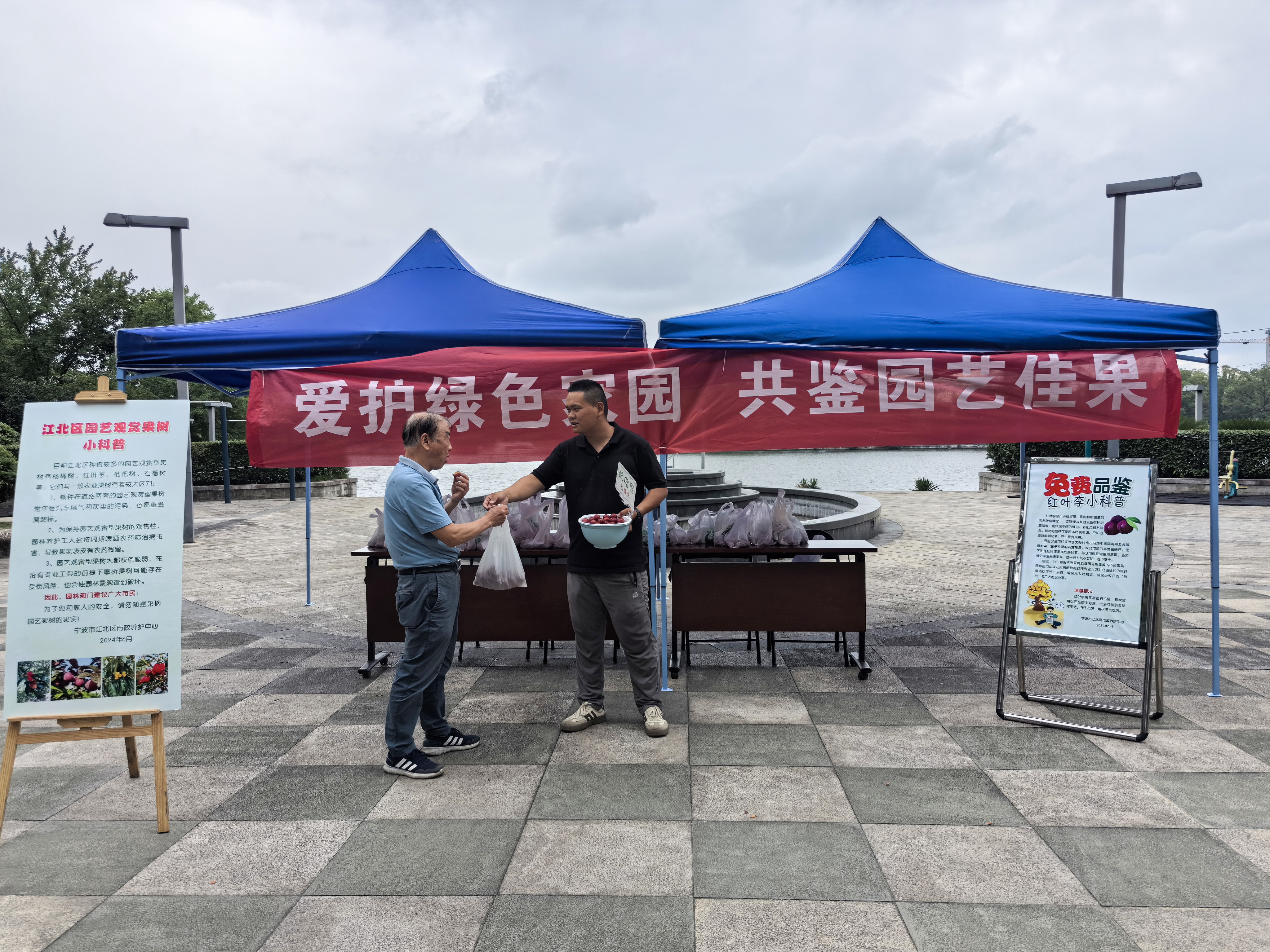 江北区免费发放红叶李果实，倡导市民爱护绿色家园