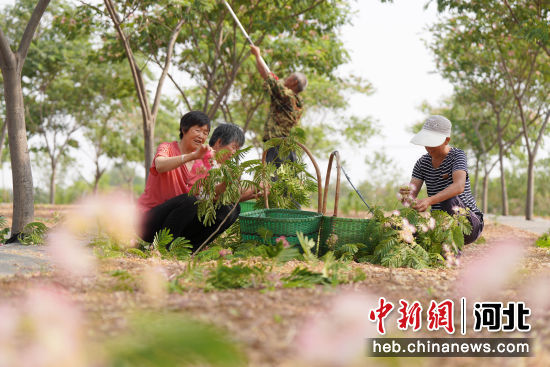 图为内丘县富家沟村村民在采收绒花。 刘继东 摄