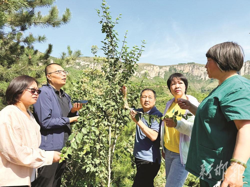 6月18日，在宅清沟连翘基地，闫玉莲（右一）为记者详细介绍连翘的功效。邯郸新闻传媒中心记者周绍宗 摄