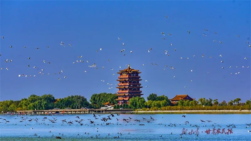 万鸟齐飞　（高台县委宣传部供图）