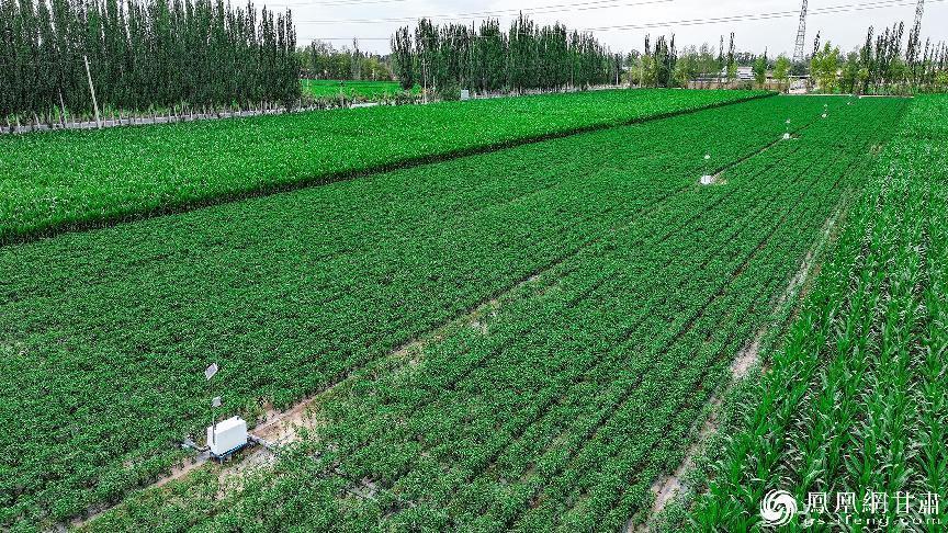 智慧灌溉系统滋润下的庄稼长势喜人 谢水生 摄