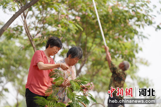 图为内丘县富家沟村村民在采收绒花。 刘继东 摄