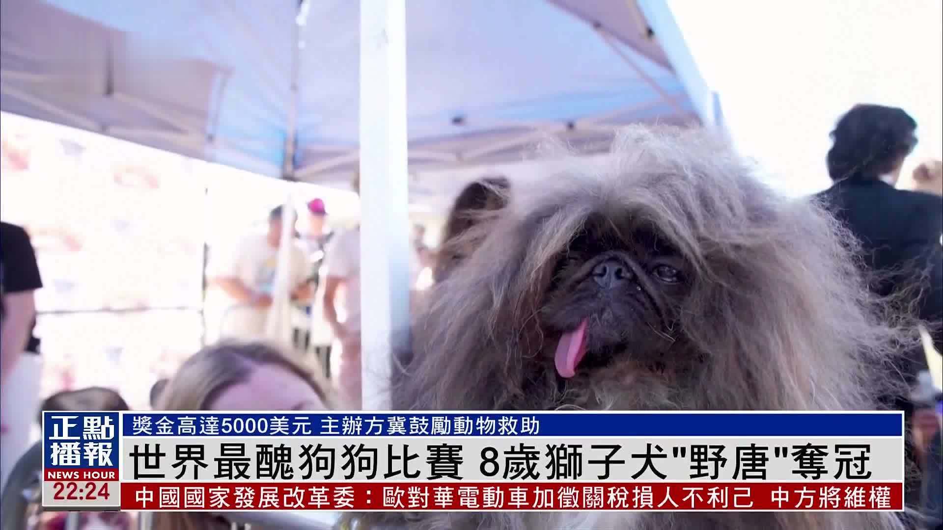 世界最丑狗狗比赛 8岁狮子犬“野唐”夺冠_凤凰网视频_凤凰网