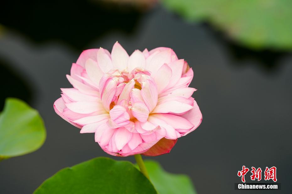 湖北武汉：游人络绎游沙湖 千年楚韵染荷香