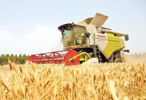 6月13日，固安县马庄镇辛庄户村正在收割小麦。 河北日报记者 刘英摄