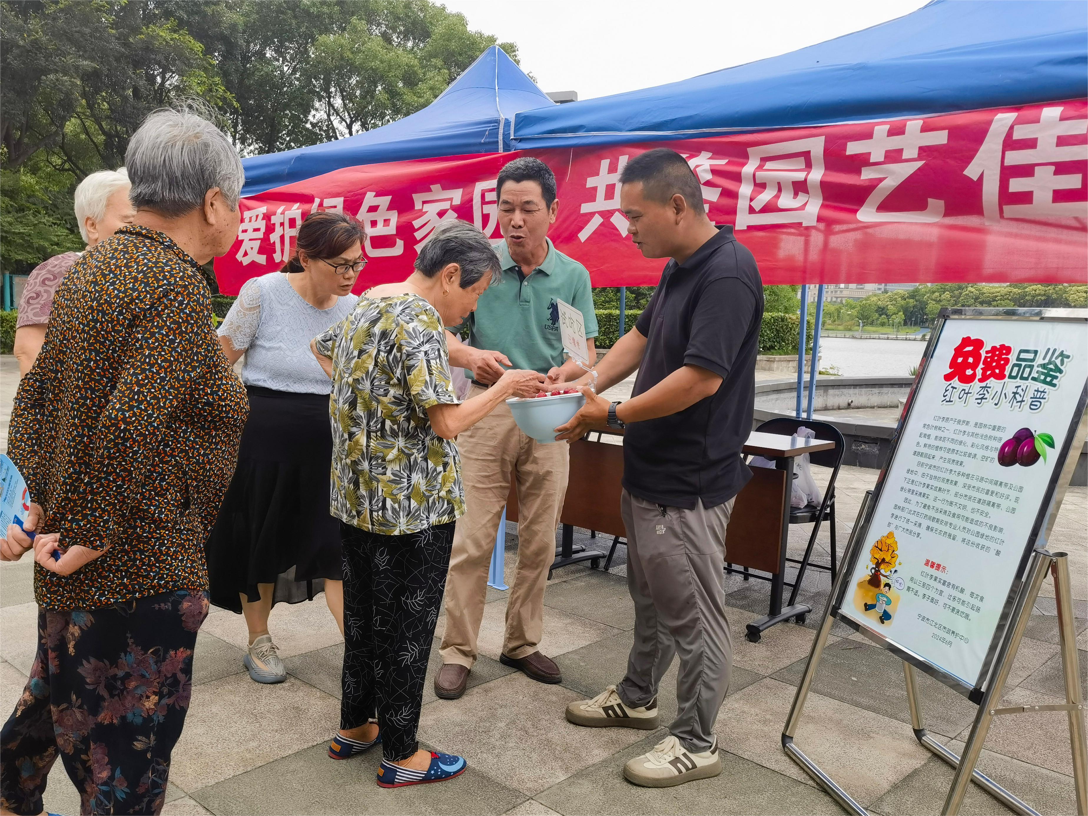 江北区免费发放红叶李果实，倡导市民爱护绿色家园