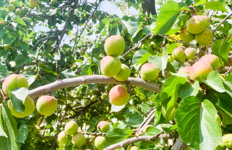 兰沟村的杏子熟了(央广网记者 李红军 摄)