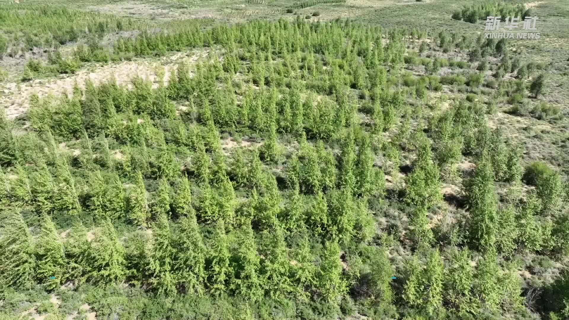 青海海晏：以植树护绿推进治沙防沙