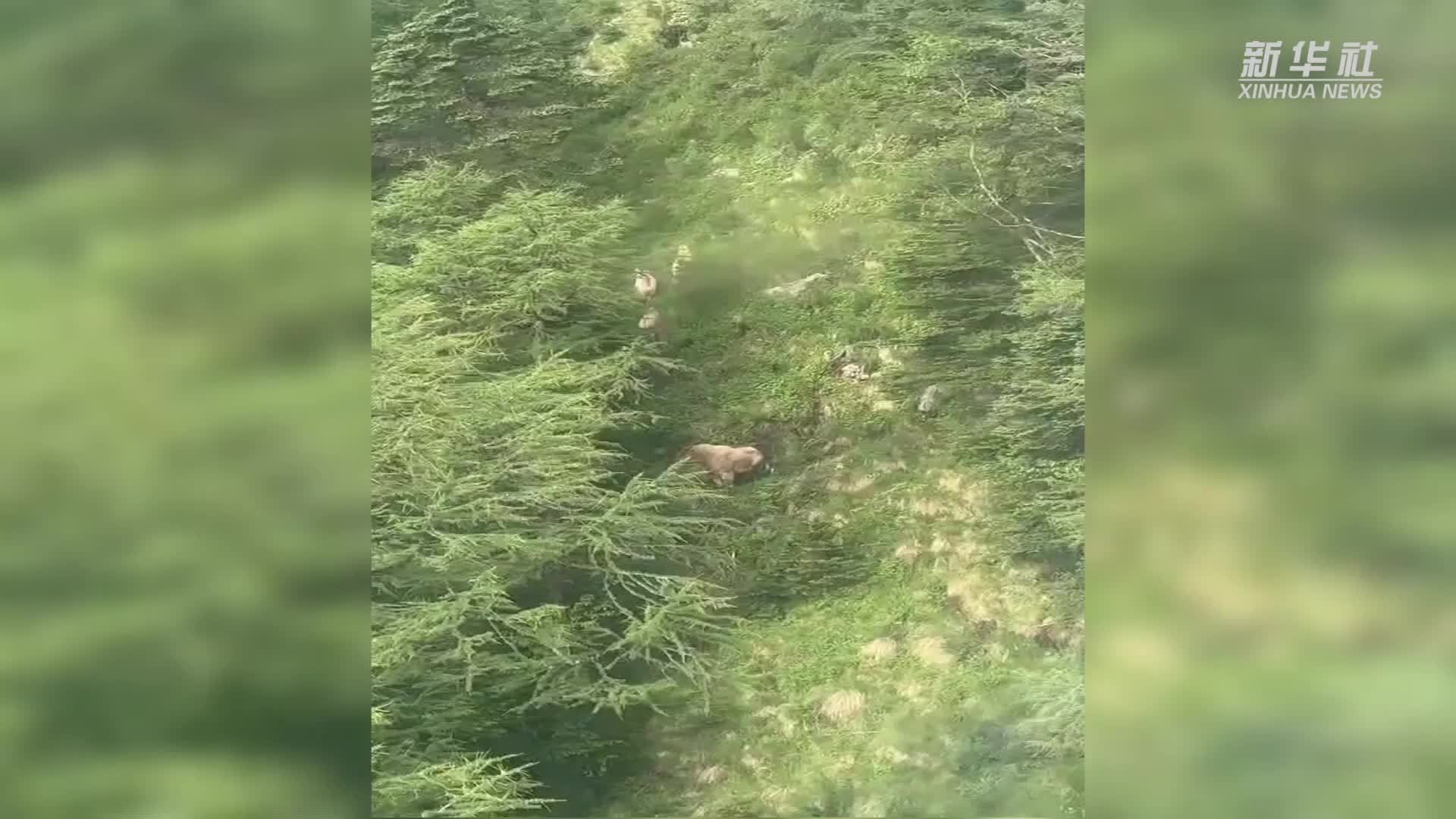 陕西太白山景区现羚牛“组团游玩”