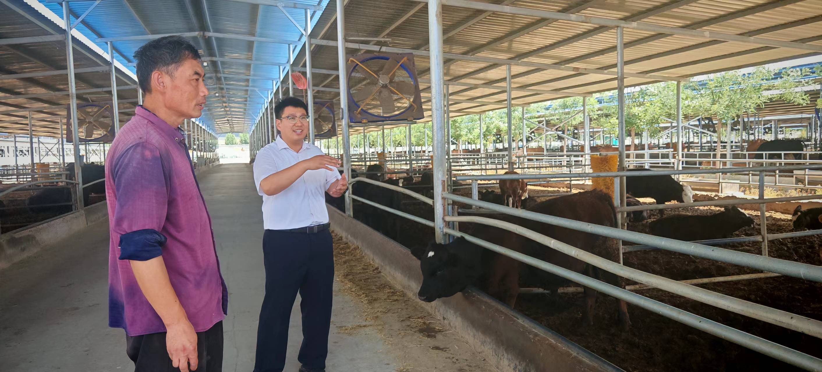 赵健（左）给齐商银行高青支行工作人员介绍黑牛养殖的情况