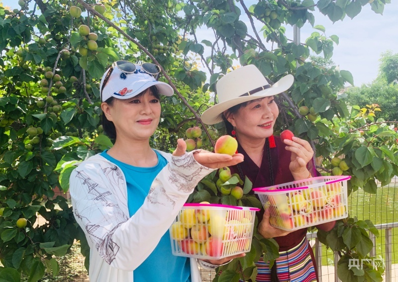 游客展示刚采摘的杏子(央广网记者 李红军 摄)