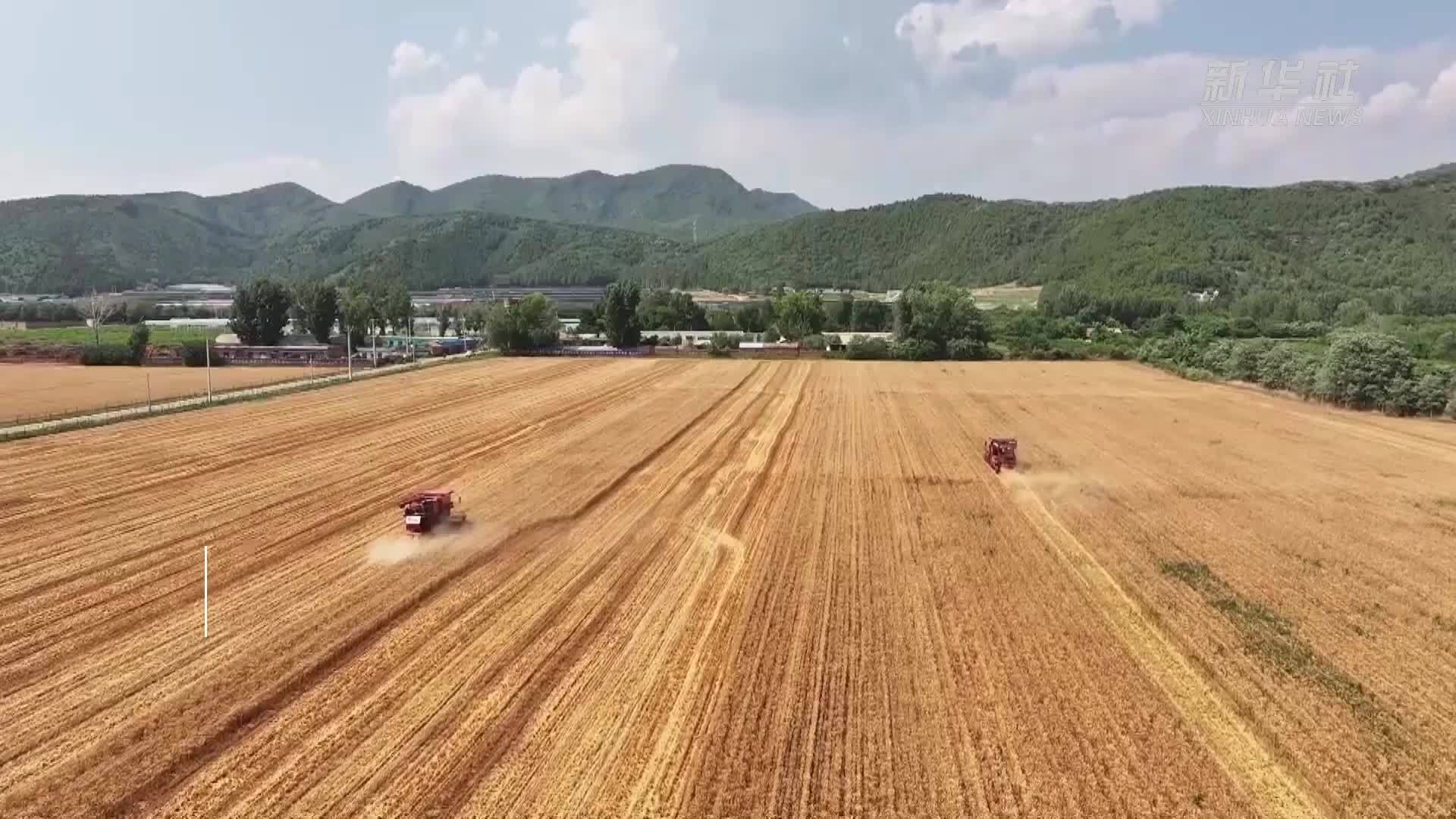 北京平谷：“三夏”麦收正当时