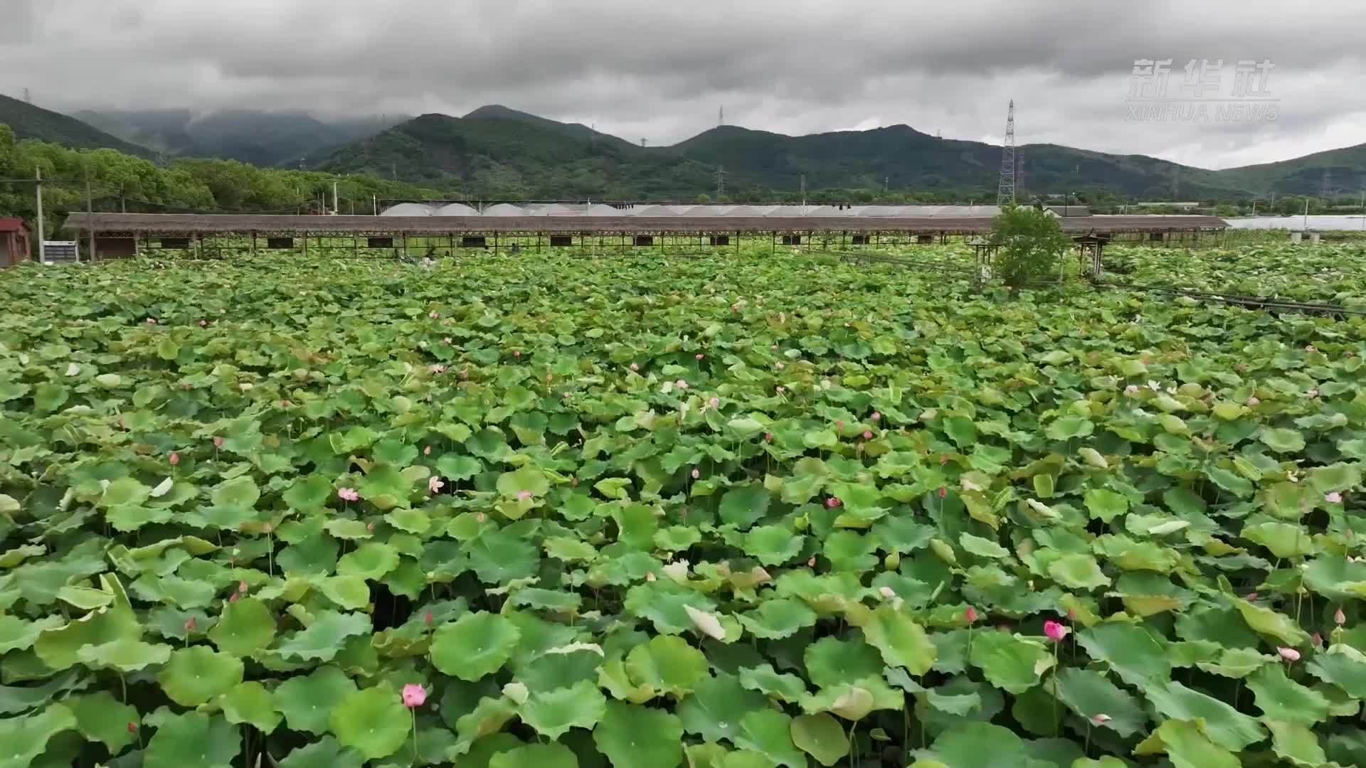 杭州余杭：赏荷花品“荷宴”满席清风醉荷香