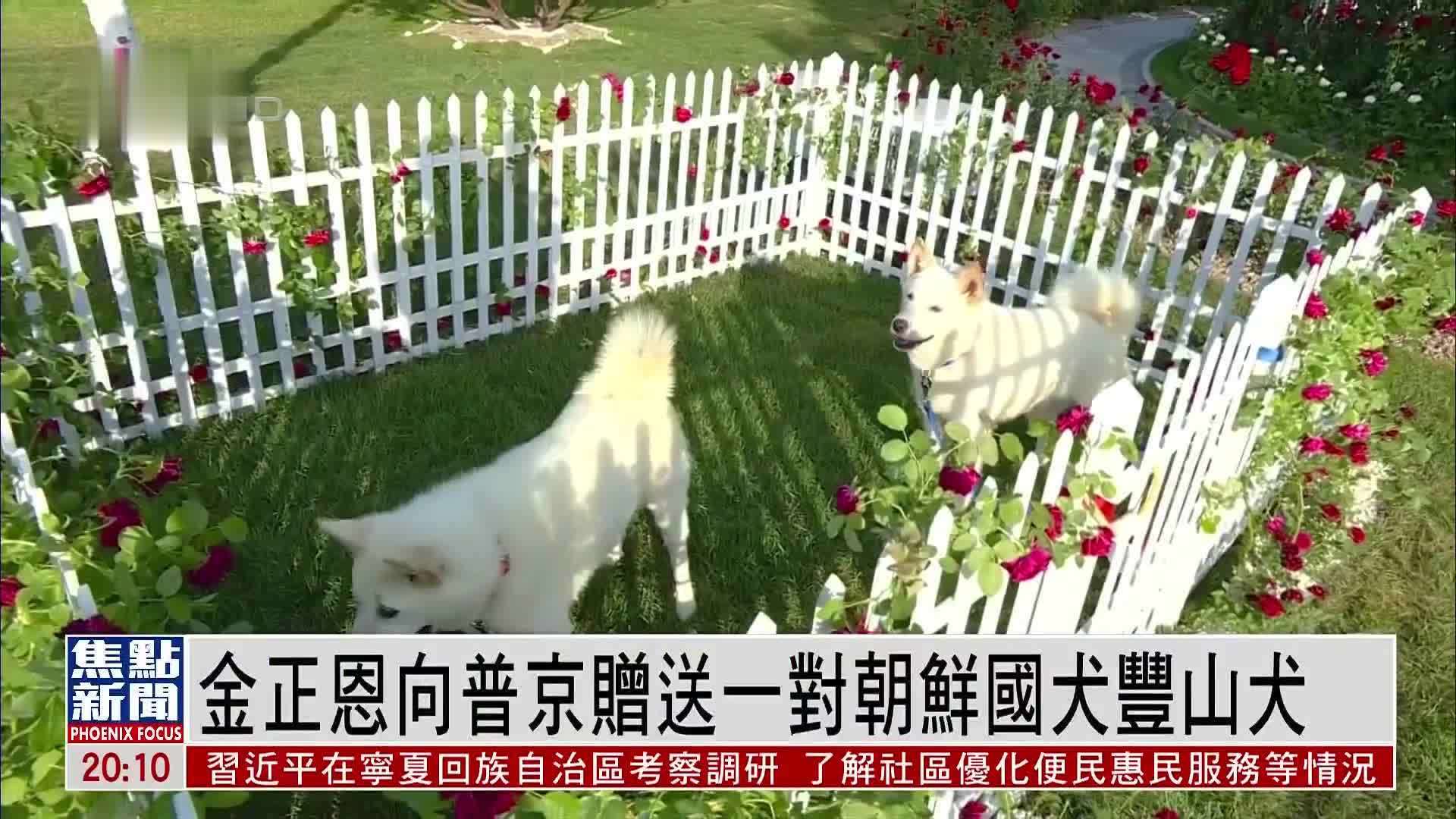 金正恩向普京赠送一对朝鲜国犬丰山犬