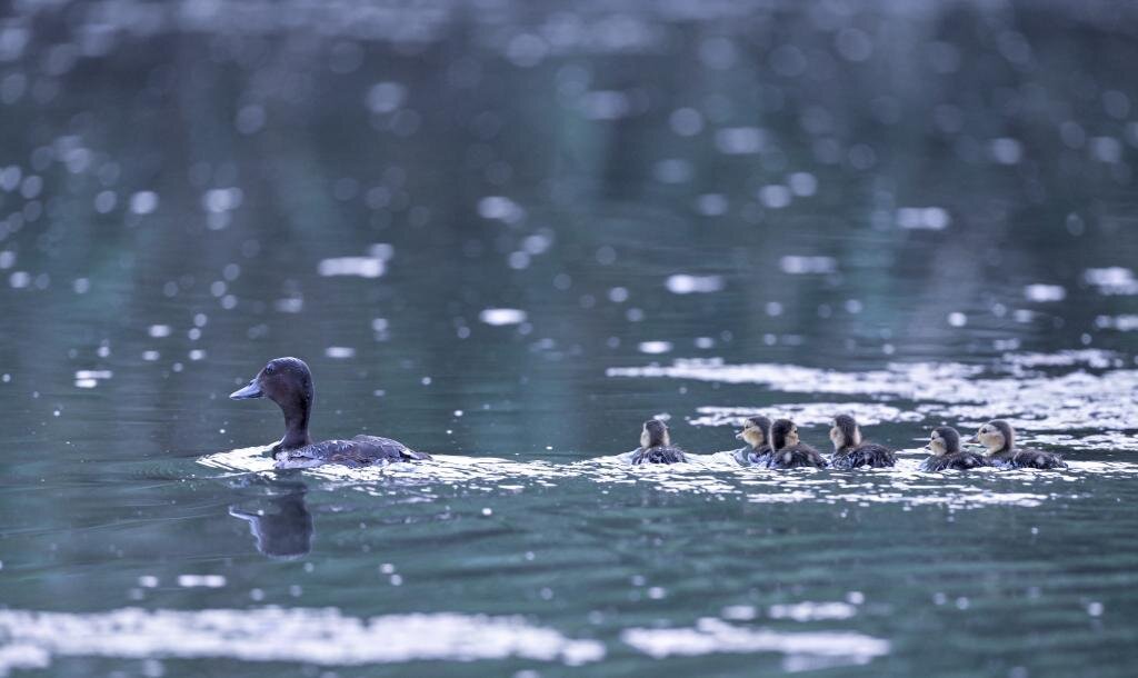 青头潜鸭带雏鸟觅食游玩。张学农 摄
