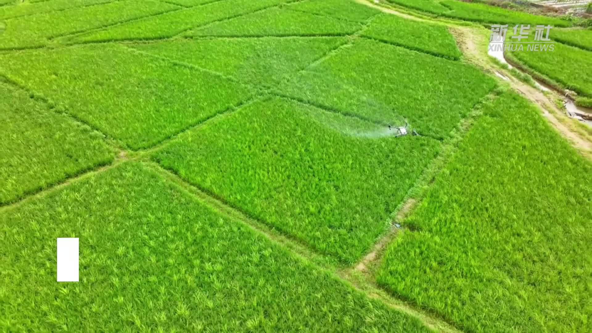 广东清远：水稻“飞防”管理 科技助农增收