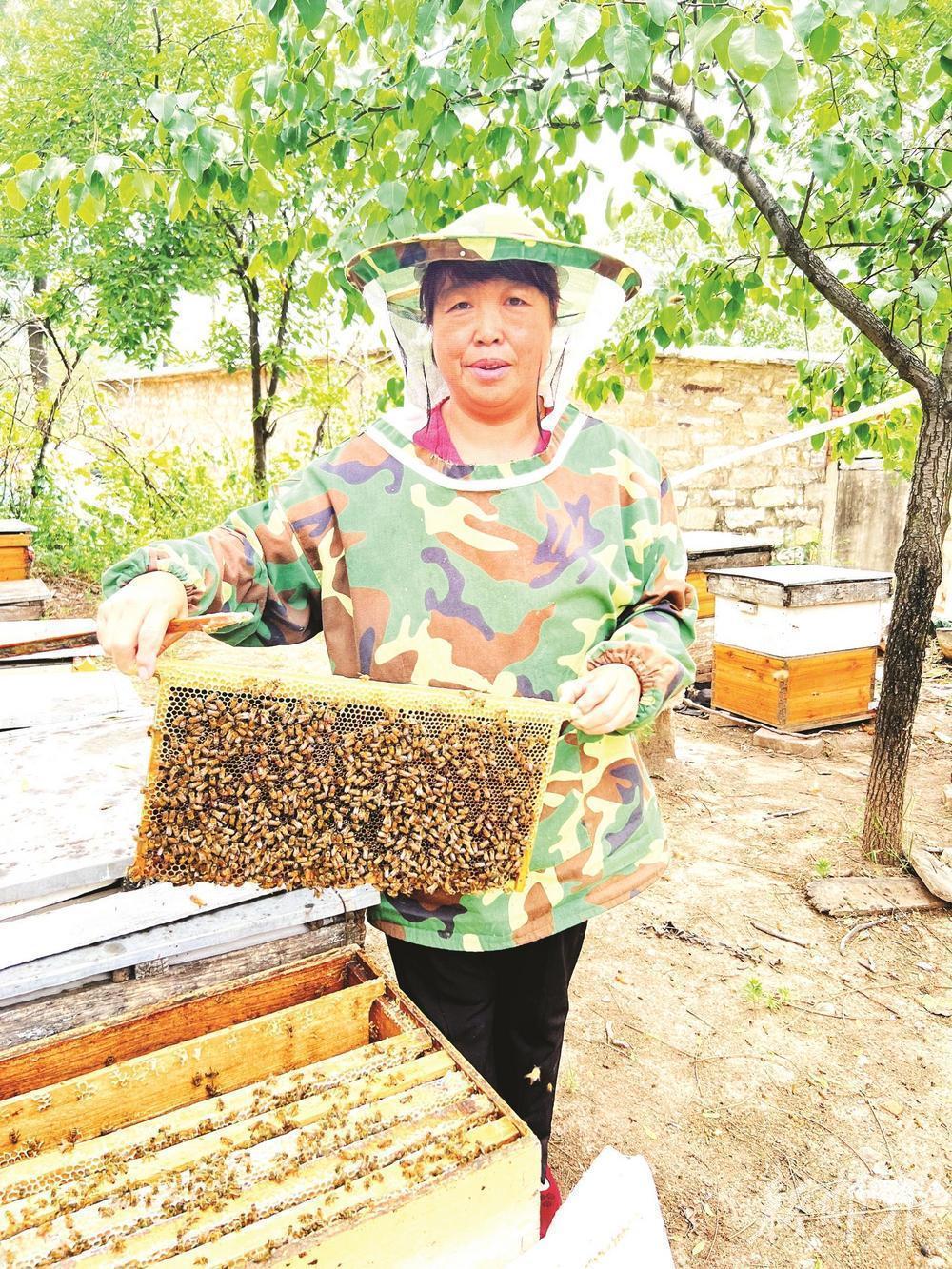白淑英每天都会在她的蜂厂对蜜蜂进行日常检查。邯郸新闻传媒中心记者周绍宗 摄