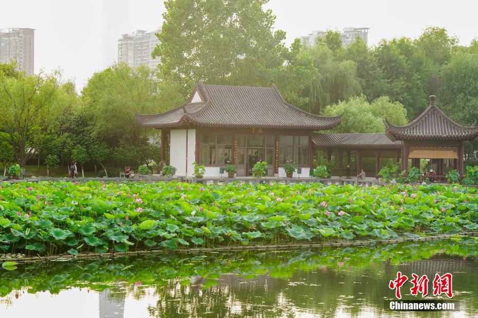 湖北武汉：游人络绎游沙湖 千年楚韵染荷香