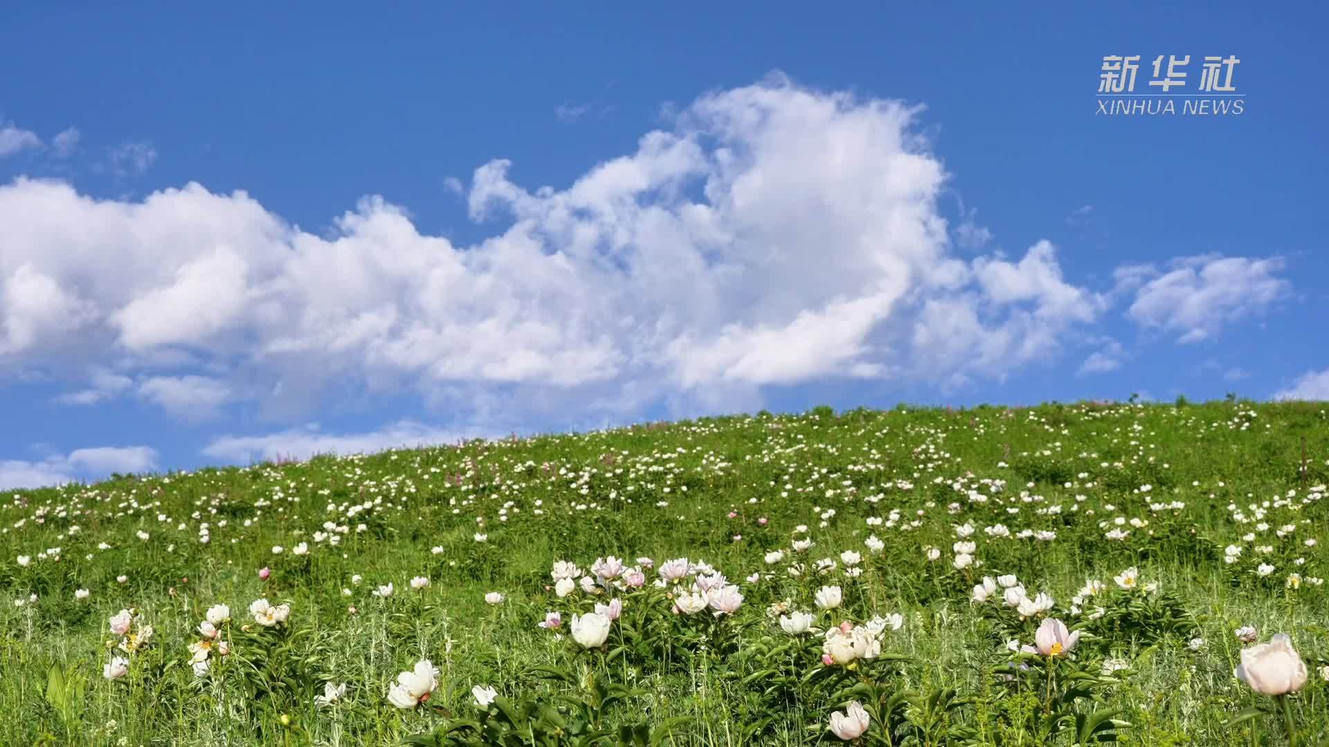 内蒙古西乌珠穆沁旗：漫山遍野 芍药盛放