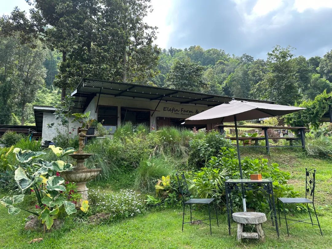 如果带着年纪较小的孩子，推荐清迈近郊半山腰的Elefin Farm&Caf&eacute;大象咖啡厅，路程近一些，同样可以喂大象、和大象互动。