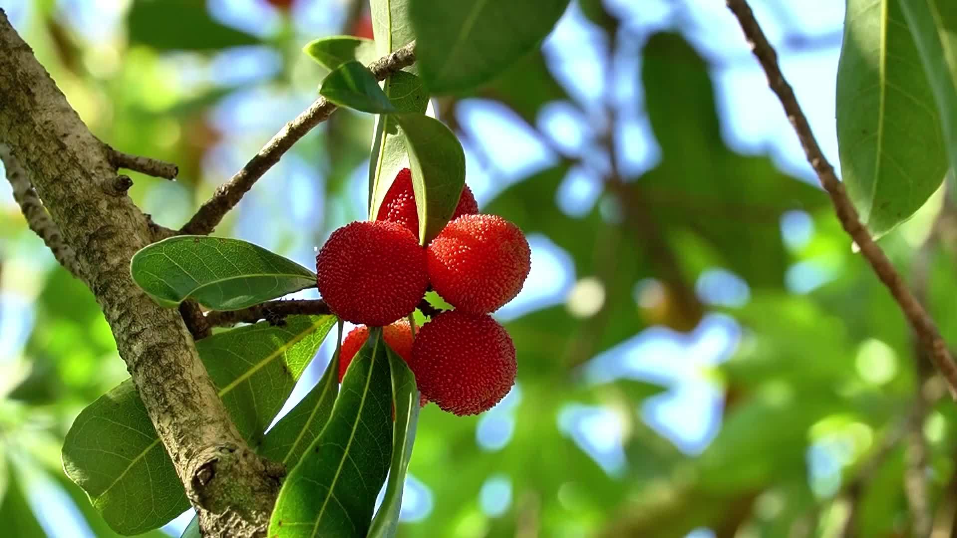 千城百县看中国｜湖北鹤峰：夏日沁凉美味——冰镇杨梅