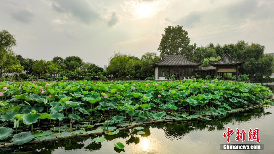 湖北武汉：游人络绎游沙湖 千年楚韵染荷香