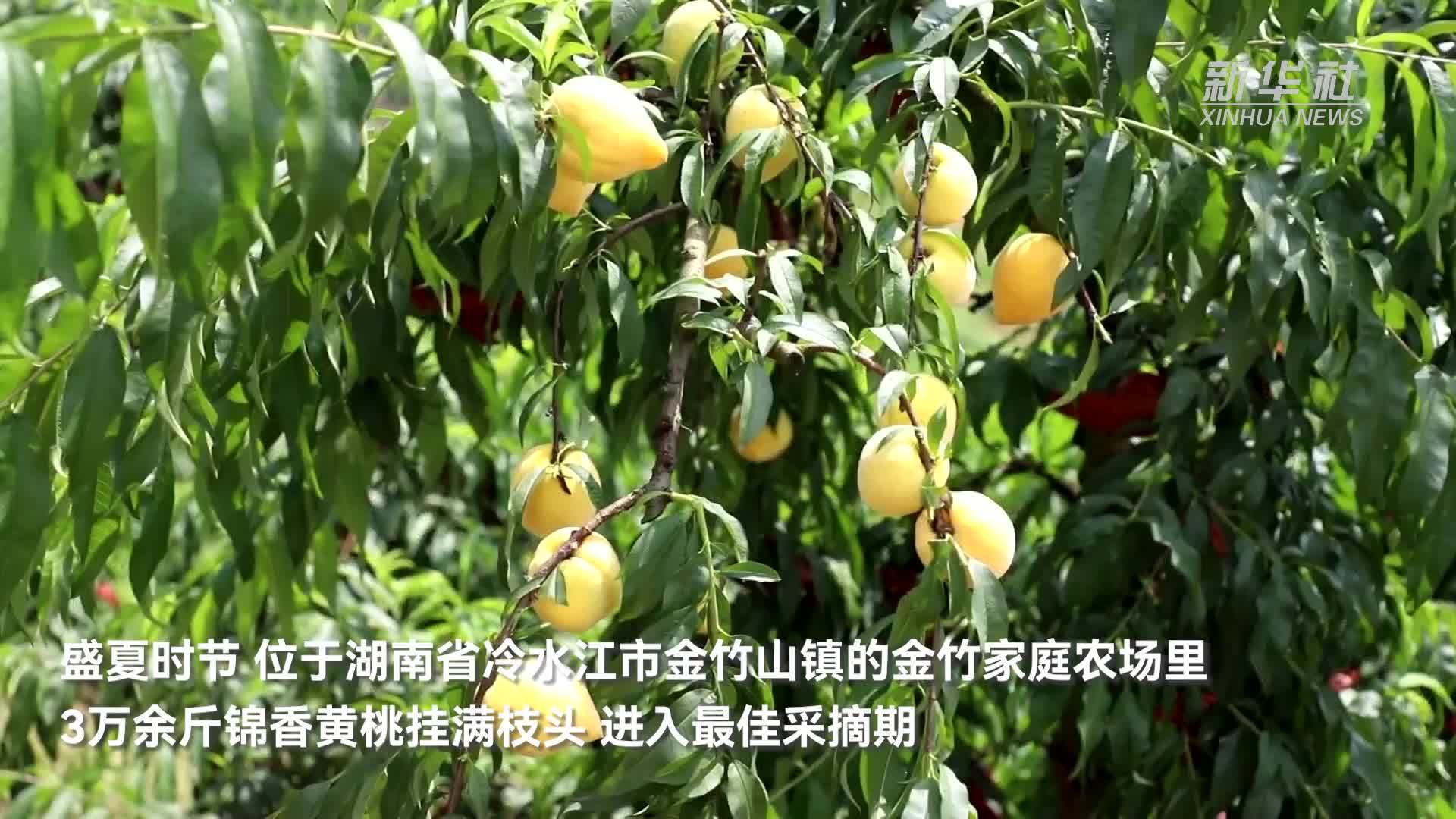 湖南冷水江：黄桃果变身增收致富“金果果”