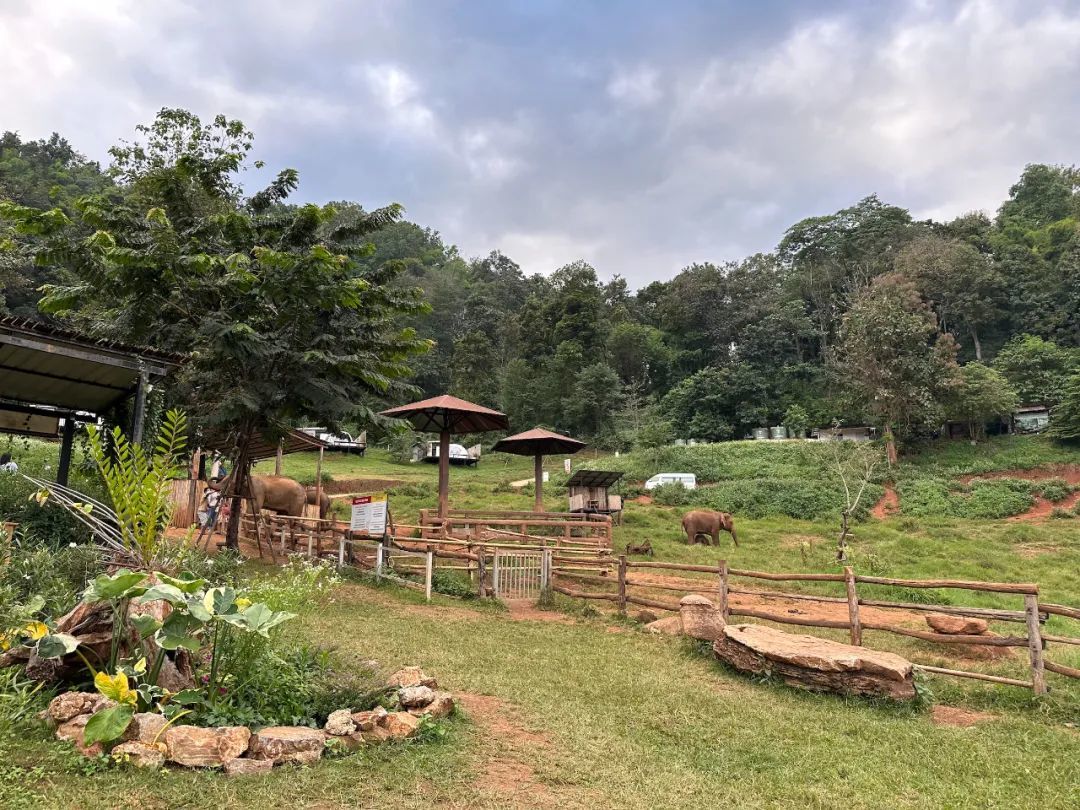 古代大象被当作日常生活中的交通工具、战争中君王的坐骑，后来不少东南亚国家有“骑大象、大象表演”等旅游项目来招徕游客。不过，随着大家对大象的爱护意识越来越强，这类项目逐渐减少，转变为和大象温和的互动。