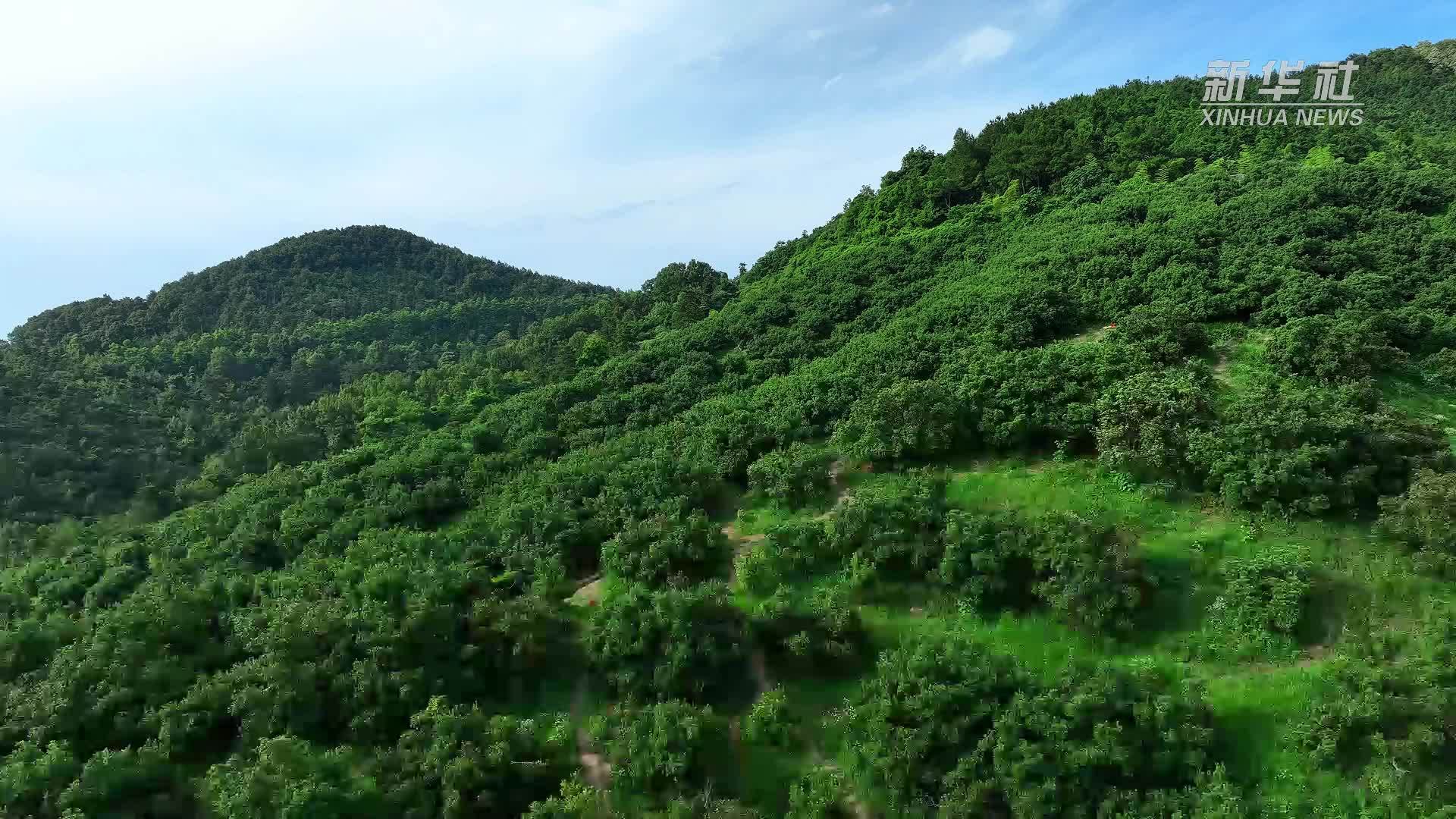 江苏溧水：杨梅红遍枝头 绘就致富“梅”景