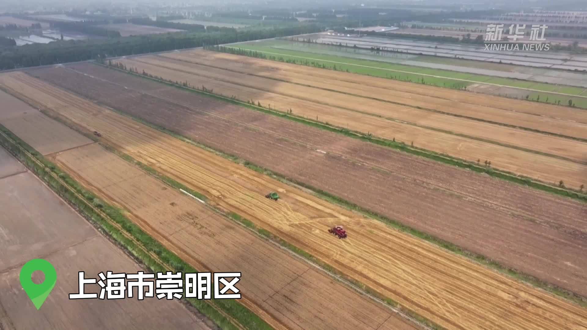 上海：夏日里的农田好风景