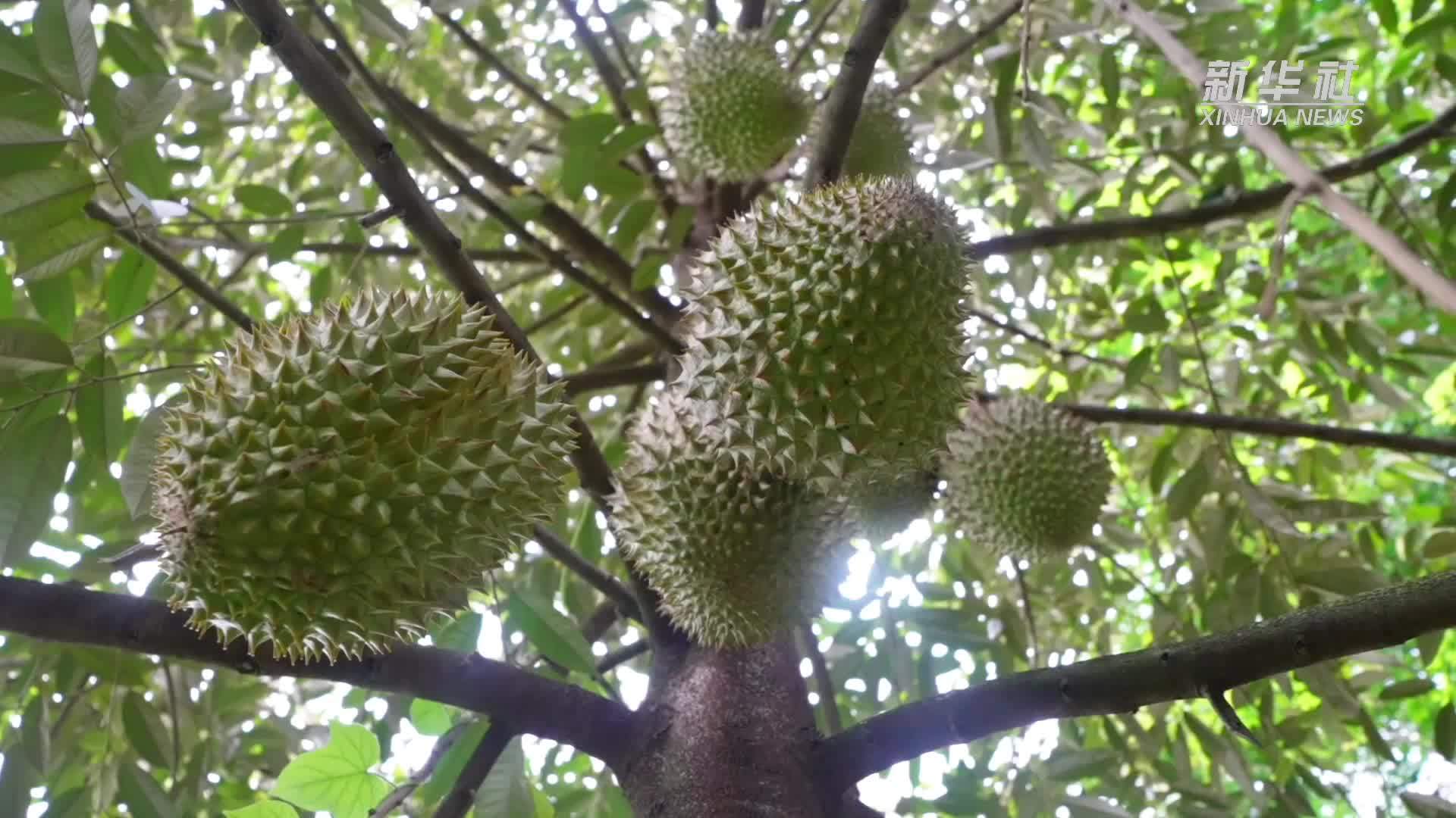 国产榴莲多点开花，榴莲自由更近了吗？