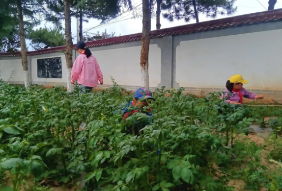 研学基地的土豆开花啦　华亭萌娃种地技能值MAX