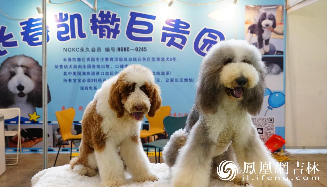 可爱的“巨贵犬”十分“吸睛”。
