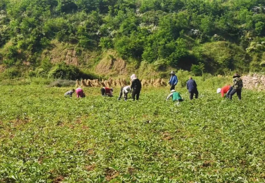 药材飘香管护忙　华亭村民“坐地生金”