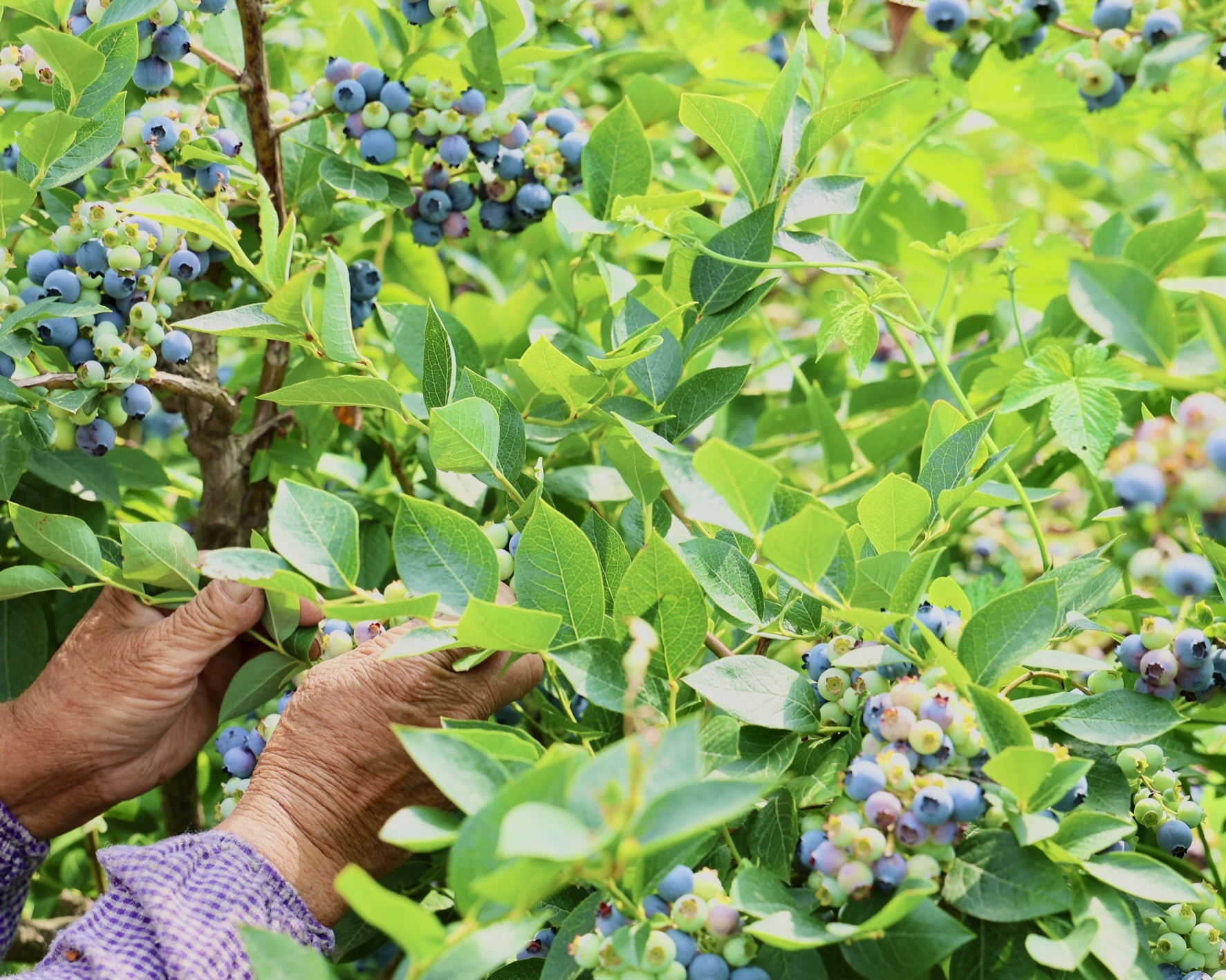 日照东港：小蓝莓成乡村振兴“致富果”