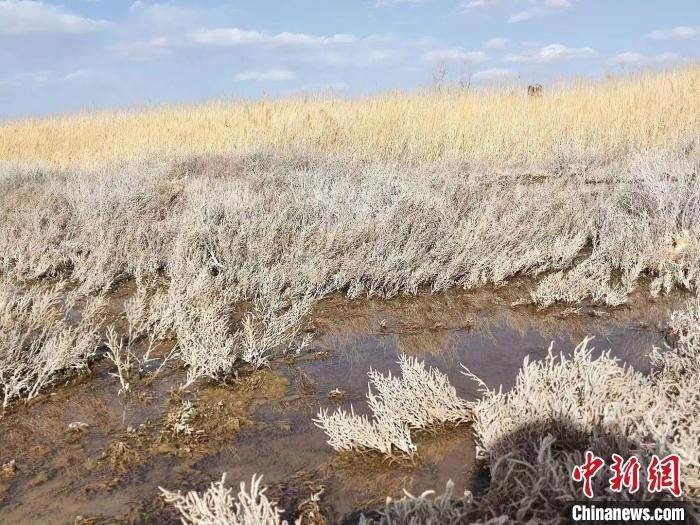 图为甘肃省金昌市金川区芨芨泉省级自然保护区 资料图 金昌市融媒体中心供图