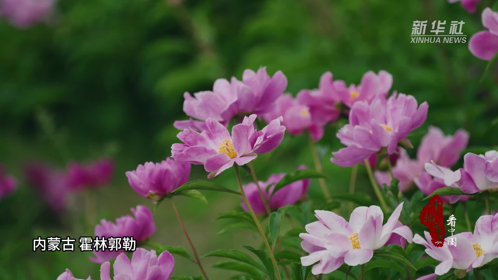 千城百县看中国｜内蒙古：芍花满城 美不胜收