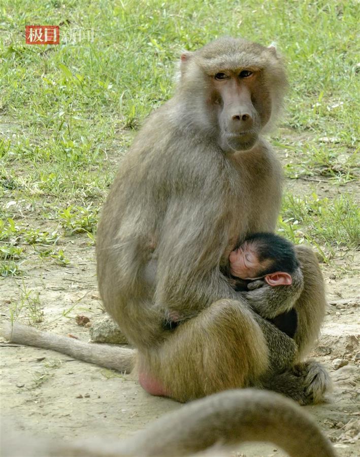 狒狒动物园开业了合集 28FFE0BC9B8F5A5641E1385698EF717A56A0CD9B_size124_w709_h900.jpg