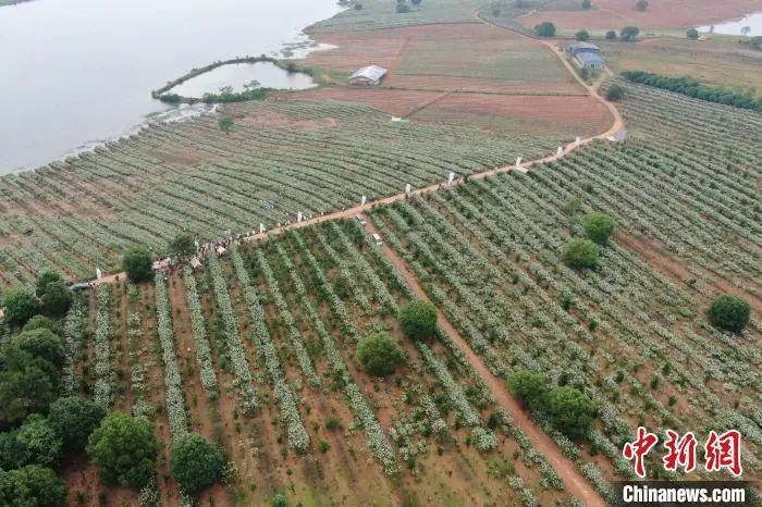 航拍樟树义成镇罗港村近五千亩栀子花种植基地。姜涛 摄