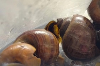 媒体暗访福寿螺产业链，冒充田螺一年销量几百吨，已经流入当地连锁餐饮店