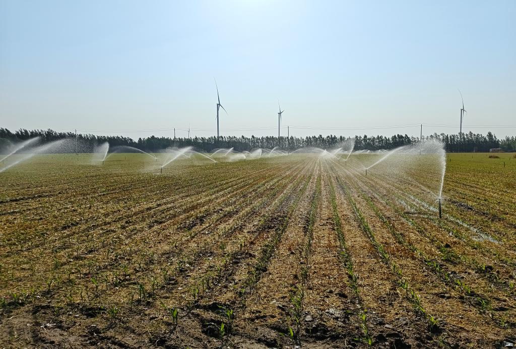 6月27日，赵长凯管理的玉米地正在进行灌溉作业。（受访者供图）