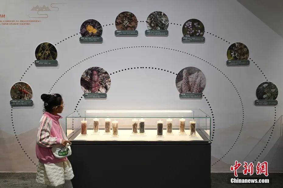 图为展示的中医药。 田雨昊 摄