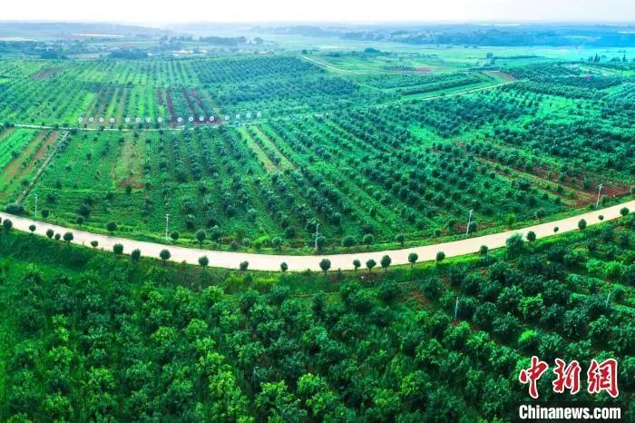 图为樟树市吴城乡塘下村中药材种植基地。魏伟 摄