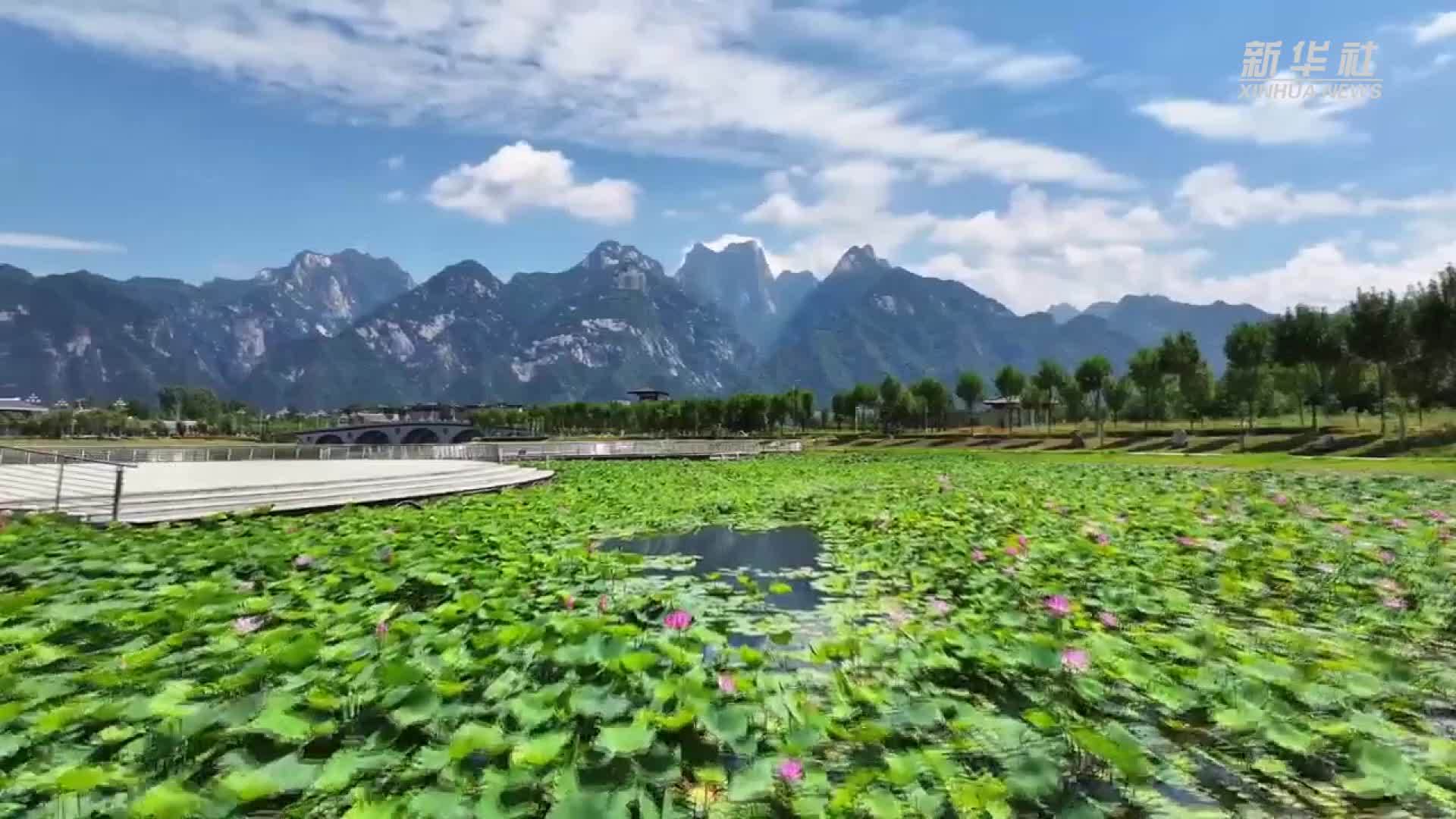 荷山相依  夏意满塘