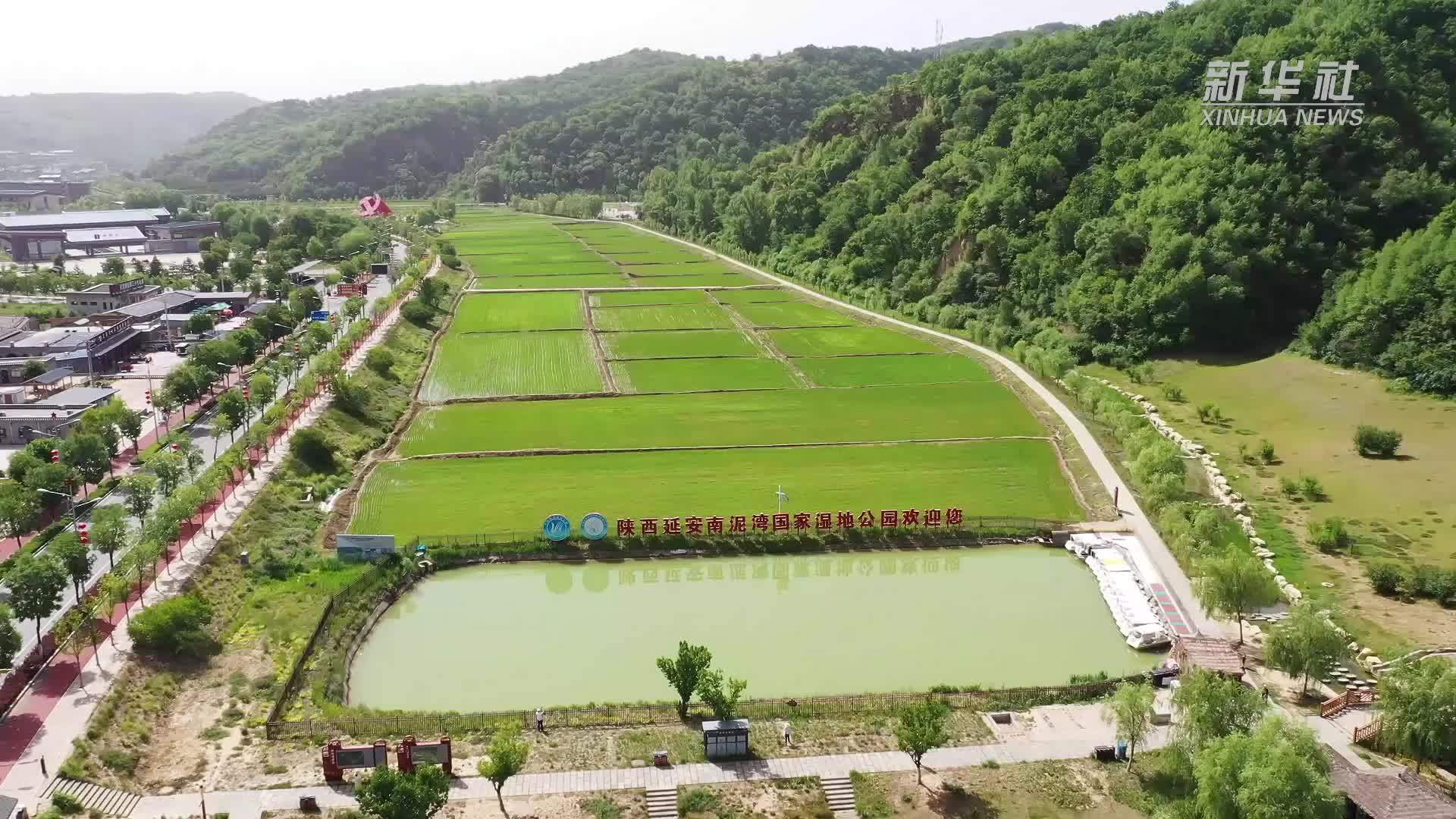 高质量发展调研行｜陕北好“江南”水润南泥湾