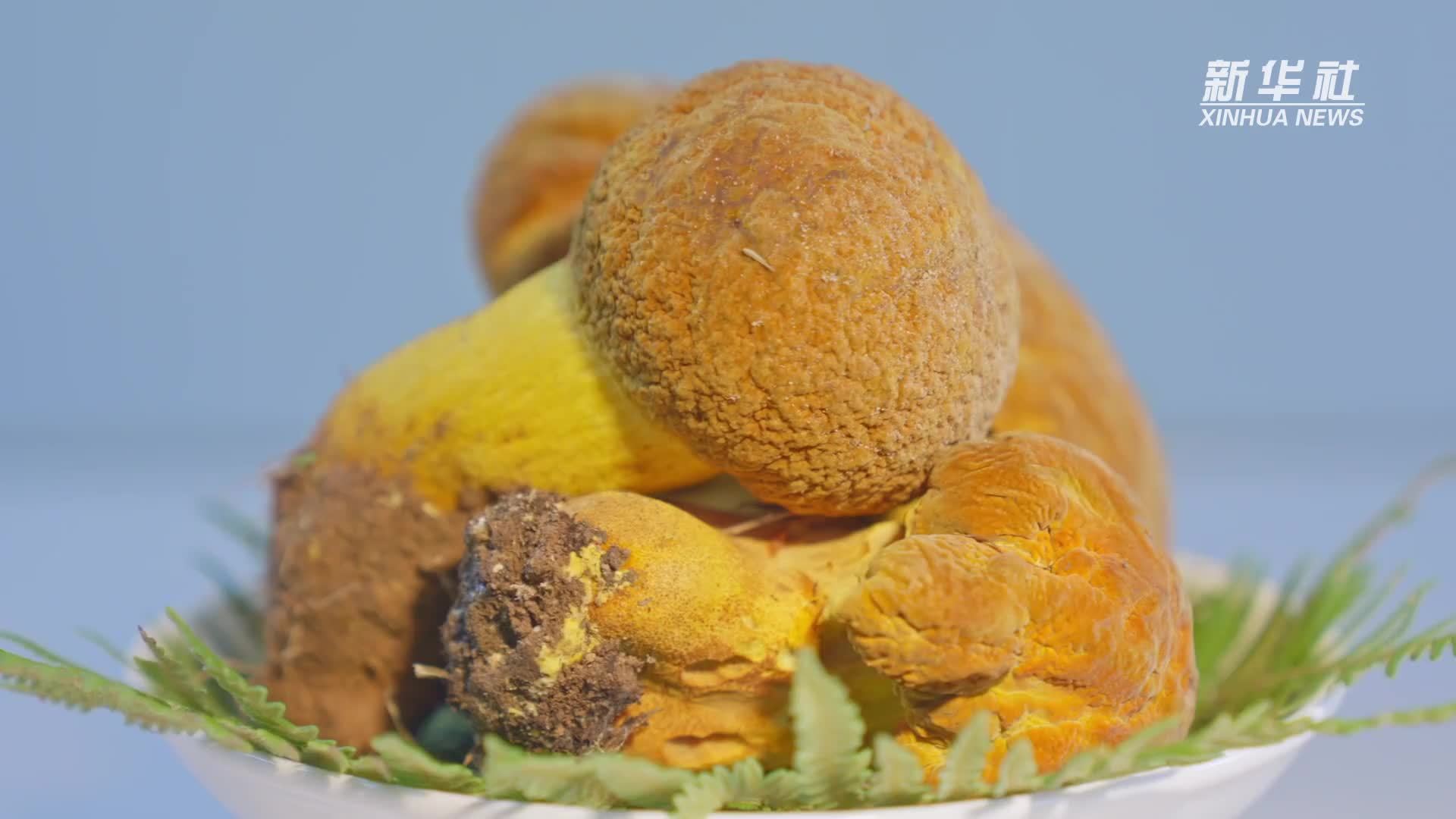 牛肝菌的花样“烹饪秀”