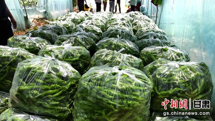 图为红河乡产的大棚“螺丝椒”。