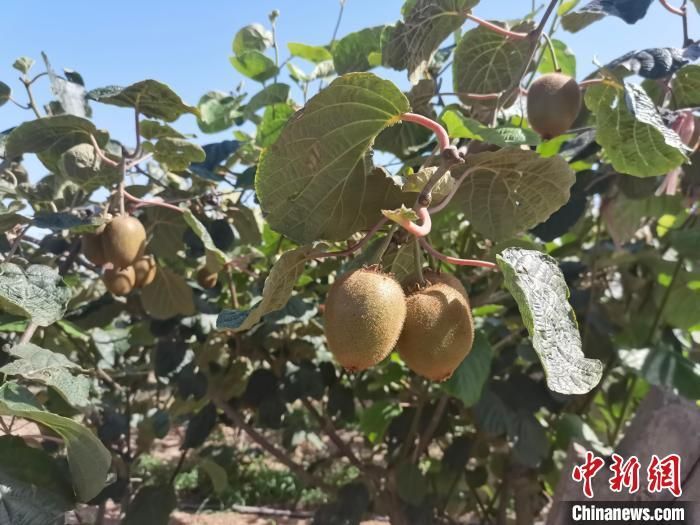 图为2024年6月，陕西眉县一果园内的猕猴桃。　杨英琦 摄