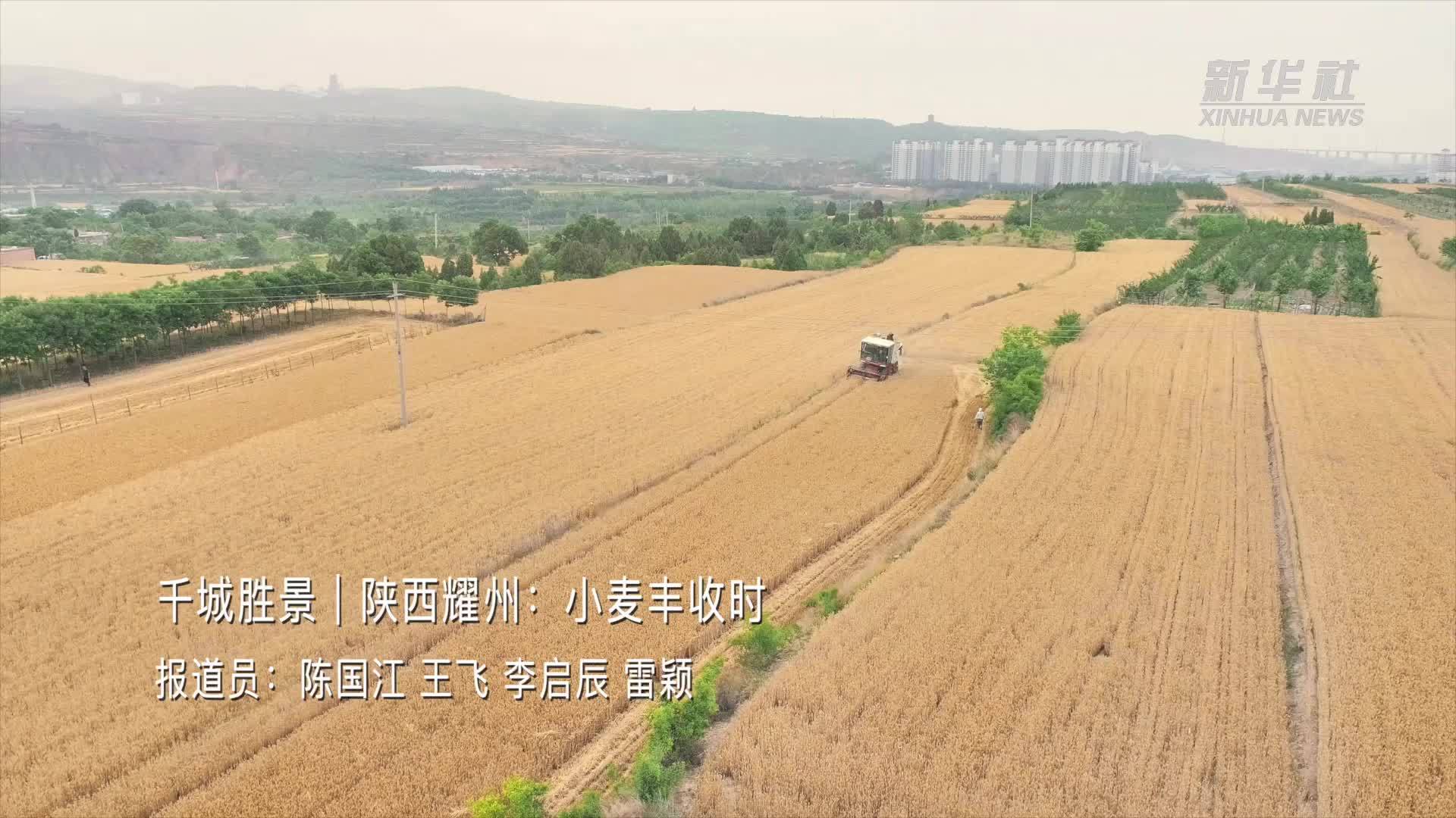 千城胜景｜陕西耀州：小麦丰收时