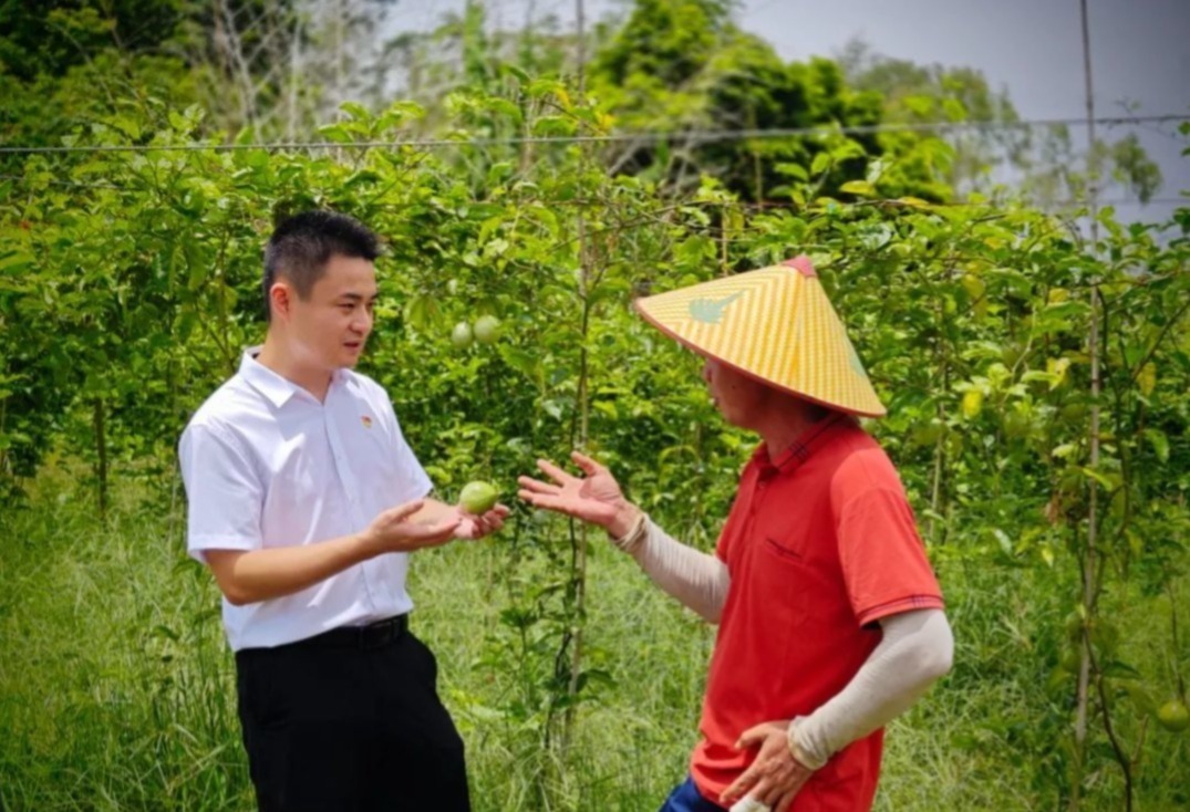 龙和村“两委”干部在当地百香果种植大户的果园里调研